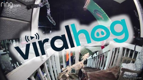 Adult Appears to Steal Whole Bucket of Candy From Porch || ViralHog