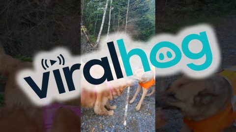 Dogs On A Hike Play Tug-of-War || ViralHog