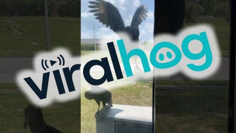 Birds Bump Against Window || ViralHog