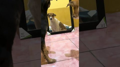 Puppy Growls at His Own Reflection || ViralHog