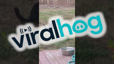 Cat Chases Early Morning Moths || ViralHog