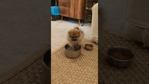 Puppy Has A Dip In The Water Bowl || ViralHog