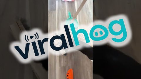 Dog Helps With Bathroom Renovations || ViralHog