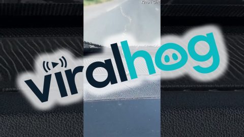 Snake Hitches A Ride || ViralHog