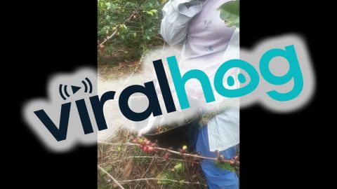 Dog Helps Harvest Coffee Beans || ViralHog