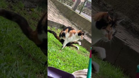 Cat Relieves Himself In an Unusual Position || ViralHog
