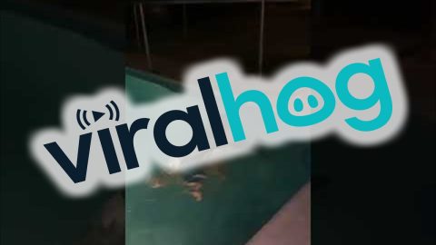 Person Falls Into Pool With Phone || ViralHog