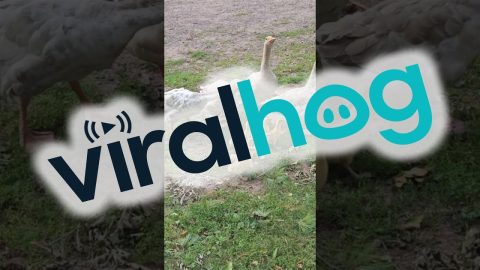 Noisy Cobra Chickens Adopt Goslings || ViralHog