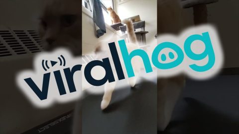 The Most Pawsome Fitness Influencer || ViralHog