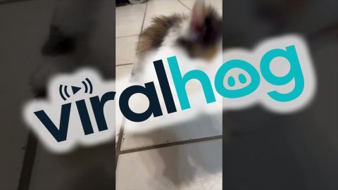 Tiny Thief Knows What's Hers || ViralHog