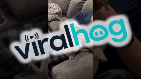 Shark Costume Puts Dog In Character || ViralHog