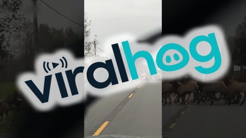 Elk Herd Crossing The Highway || ViralHog