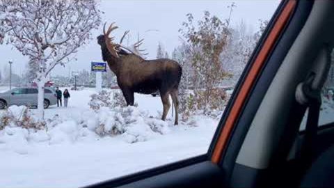 Mega Moose Munching || ViralHog