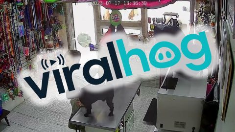 Dog Lifts Leg on Veterinarian || ViralHog