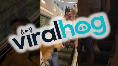 The Cutest Escalator in the World || ViralHog