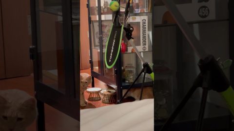 Stealthy Cat Swipes A Snack || ViralHog