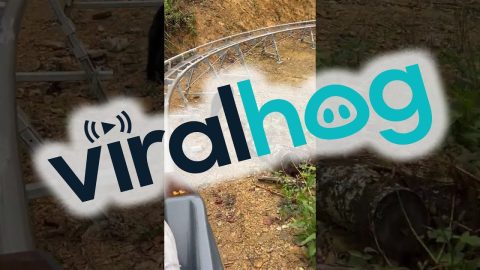 Bear Encounter on a Roller Coaster || ViralHog