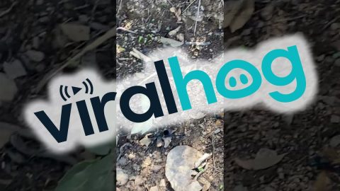 Wasp Follows Tarantula || ViralHog