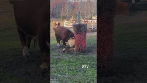 Big Bull Hollers And Scratches || ViralHog