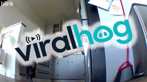 Dog Feasts From Opened Freezer || ViralHog