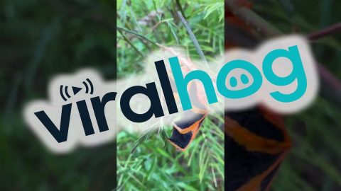 Real Life Halloween-Themed Bat || ViralHog