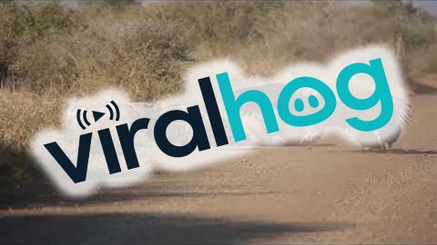 Vultures and Hyena Clean Carcass || ViralHog