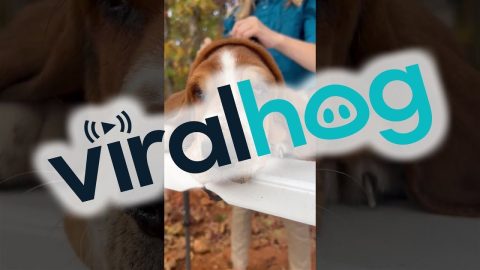 Basset Hound Can Play Peek-a-Boo With Her Own Face || ViralHog