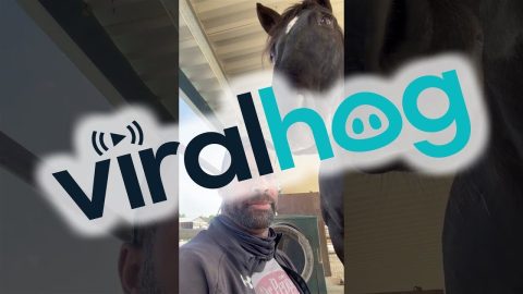 Sammi the Horse Grooms His Human || ViralHog