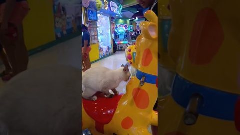 Cat Goes For A Ride || ViralHog
