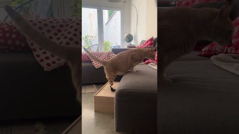 Vituzzo Lives His Best Life With Prosthetic Hind Legs || ViralHog