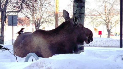 Magpie Harvests Hair From Moose's Rear || ViralHog