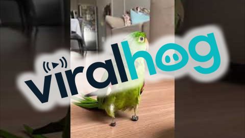 Parrot Adapts To Prosthetics || ViralHog