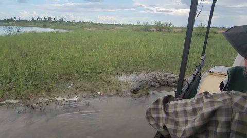 Tourist Boat Gets Too Close to Large Crocodile || ViralHog