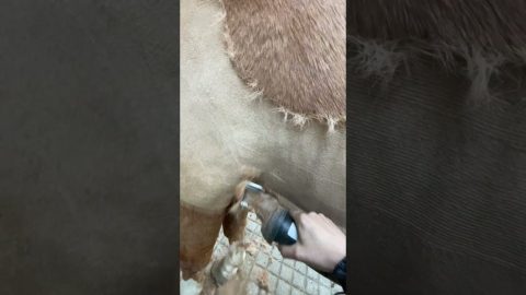 Oddly Satisfying Horse Clipping || ViralHog