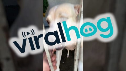 Helpful Dog Fetches Keys || ViralHog