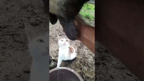 Cat Wants Cow Milk || ViralHog