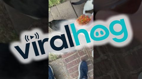 The View Every Time I Open Our Back Door || ViralHog