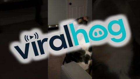 Pets All Stare Impatiently For Ice Cream || ViralHog