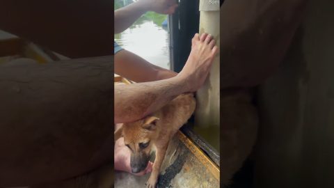 Good Samaritans Rescue Dogs From a Flooded City || ViralHog