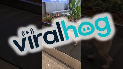 Bomb-Sniffing Dog Patrols the Baggage Claim || ViralHog