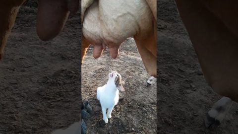 Cat Thirsts For Fresh Cow Milk || ViralHog
