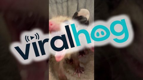 Spicy Baby Opossum || ViralHog