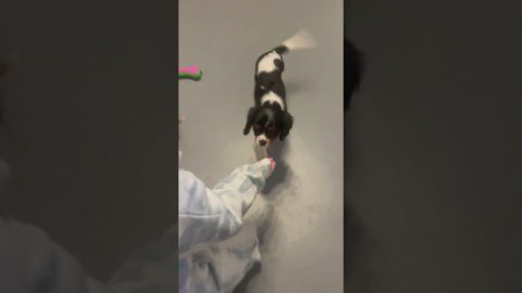 New Spaniel Becomes Bonnie Best Friend || ViralHog