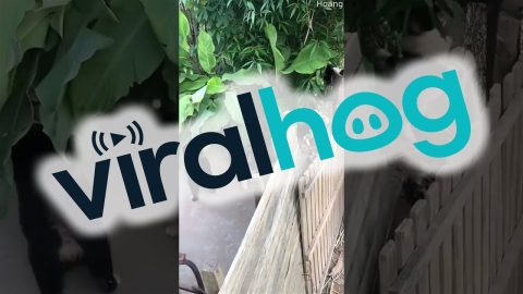 Sure-Footed Puppies Climb Up Fence || ViralHog