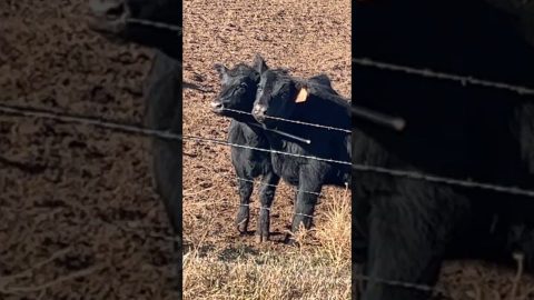 Cows Stuck In Get Along Ladder || ViralHog