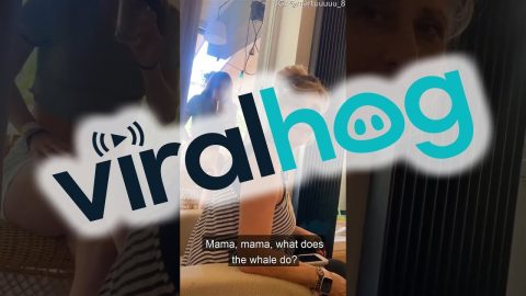 Whales Spout Water Joke || ViralHog
