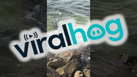 Dolphins Corner Fish On Rocks || ViralHog