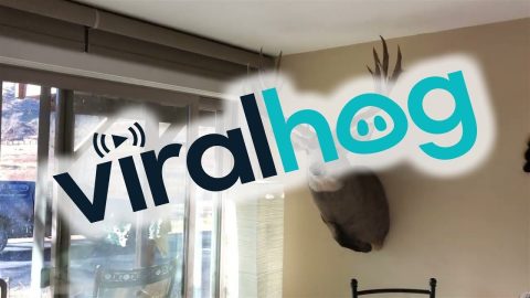 Mounted Deer Head Attracts Buck's Attention || ViralHog