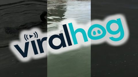 Bird Tries to Make Snake Into a Snack || ViralHog