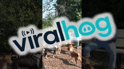 Dogs Howl Along With Harmonica || ViralHog